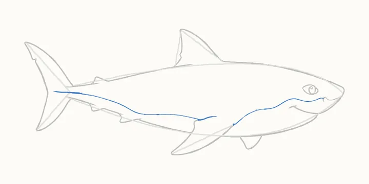 How to draw a shark, step 10: the belly line