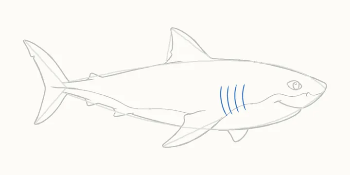 How to draw a shark, step 11: the gills