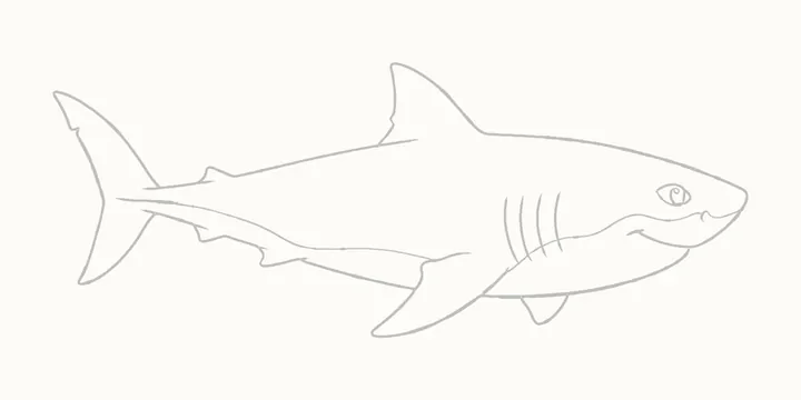 How to draw a shark, step 12: erase the guides