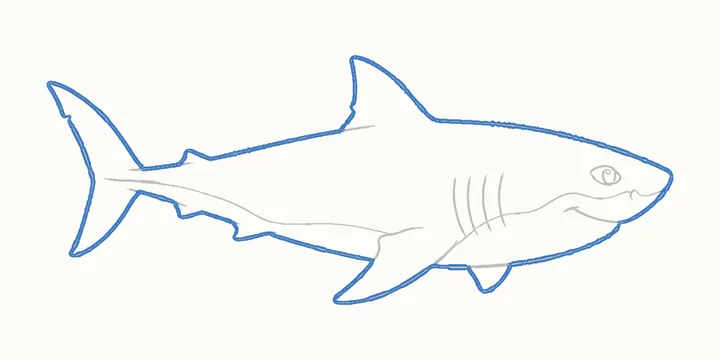How to draw a shark, step 13: go over the outline