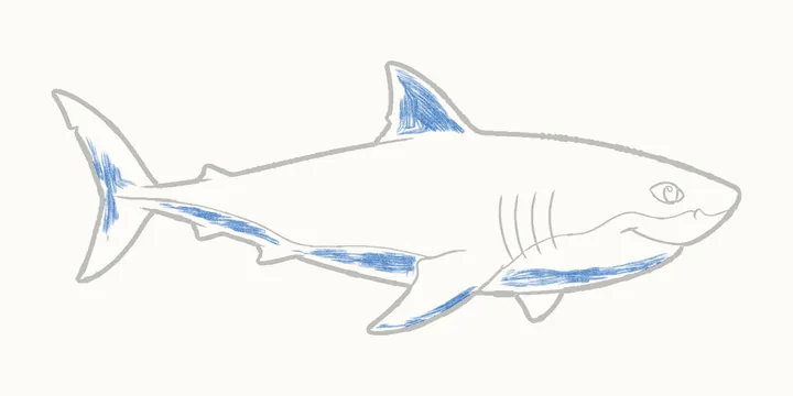 How to draw a shark, step 14: shadow side