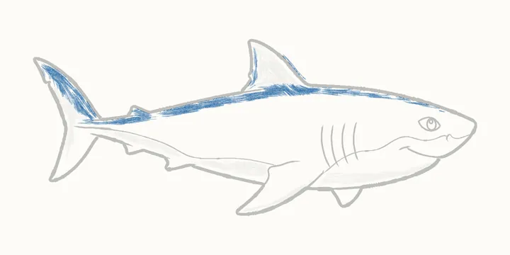 Cómo dibujar un tiburón, paso 18: la espalda gris