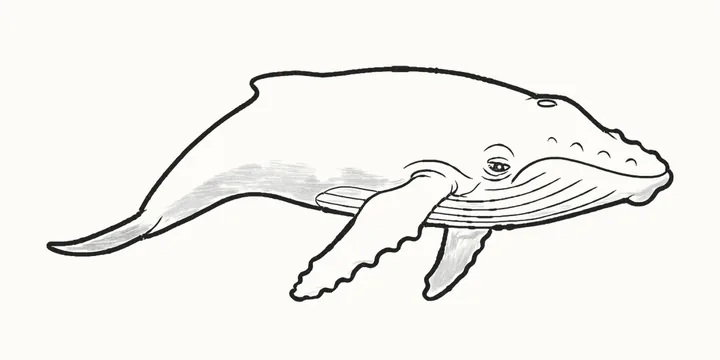 A finished pencil drawing of a whale with long flippers, a bumpy snout and grooves along its throat
