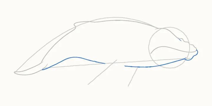 How to draw a whale, step 5: the belly