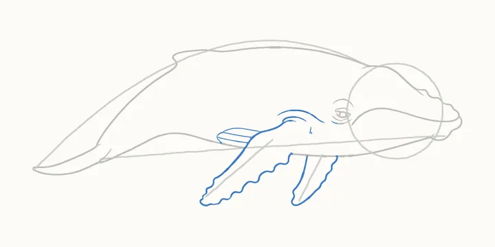 How to draw a whale, step 7: the flippers
