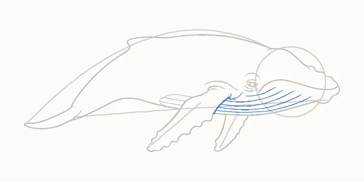 How to draw a whale, step 8: throat grooves