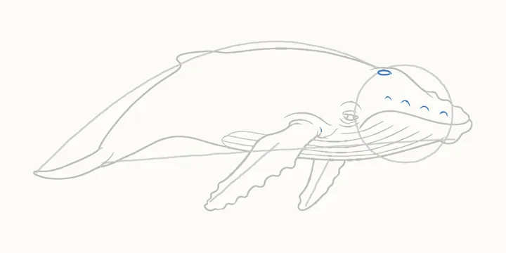 How to draw a whale, step 9: bumps and blowhole