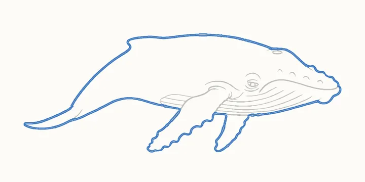 How to draw a whale, step 11: go over the outline