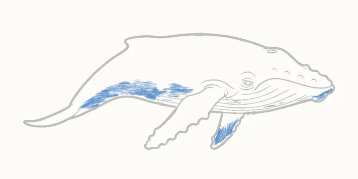 How to draw a whale, step 12: shadow side