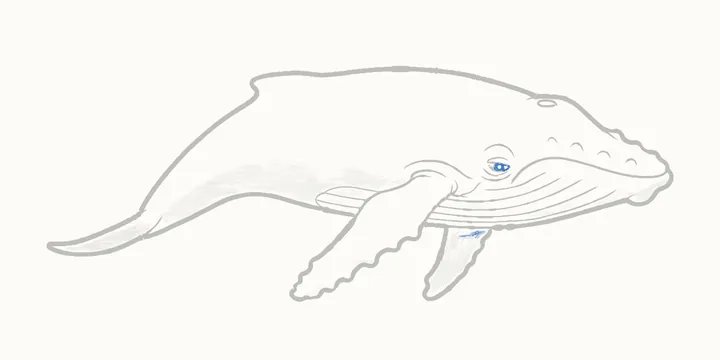 How to draw a whale, step 14: the darks