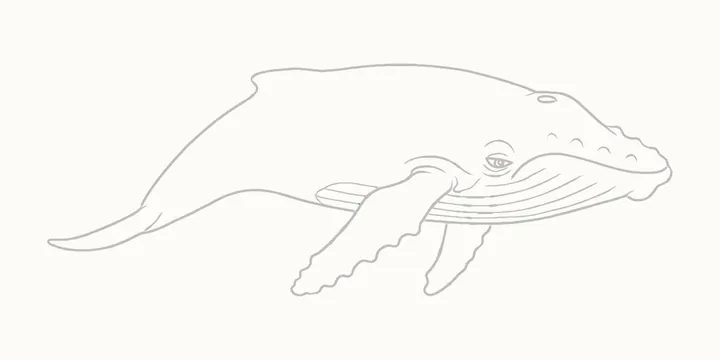 Cómo dibujar una ballena, paso 15: borra las guías