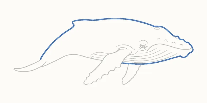 Cómo dibujar una ballena, paso 16: repasa la espalda y la cabeza