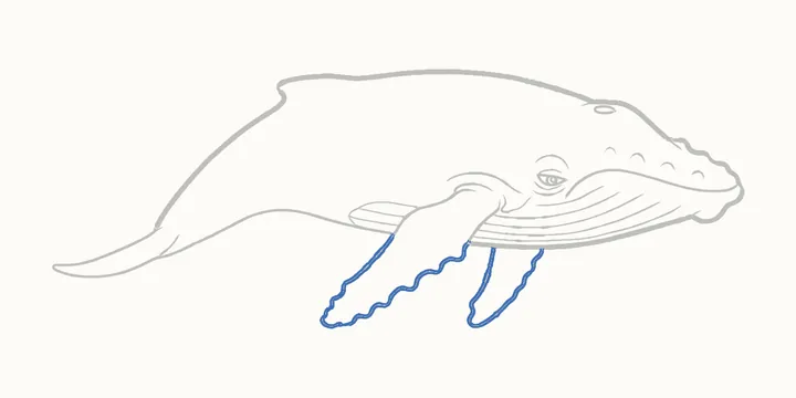 Cómo dibujar una ballena, paso 17: repasa las aletas