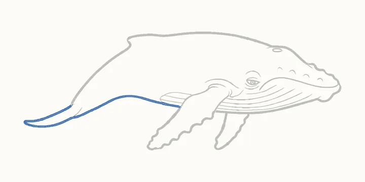 Cómo dibujar una ballena, paso 18: repasa la panza y la cola