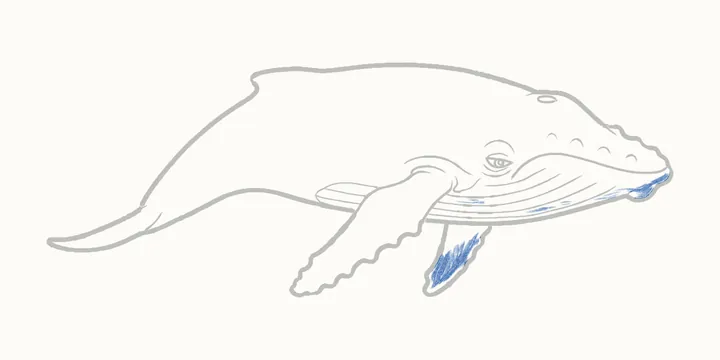 Cómo dibujar una ballena, paso 19: sombrea la garganta