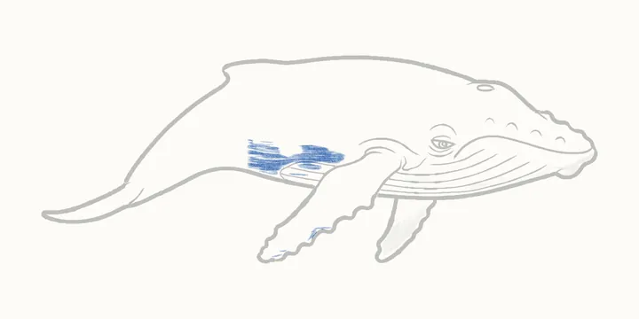 Cómo dibujar una ballena, paso 20: sombrea la panza