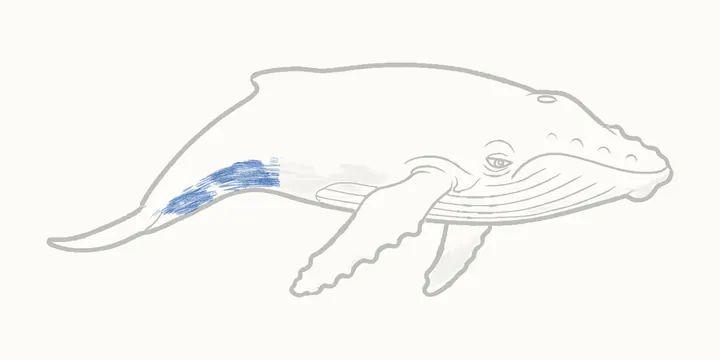 Cómo dibujar una ballena, paso 21: sombrea hacia la cola