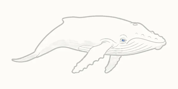 Cómo dibujar una ballena, paso 23: los toques oscuros