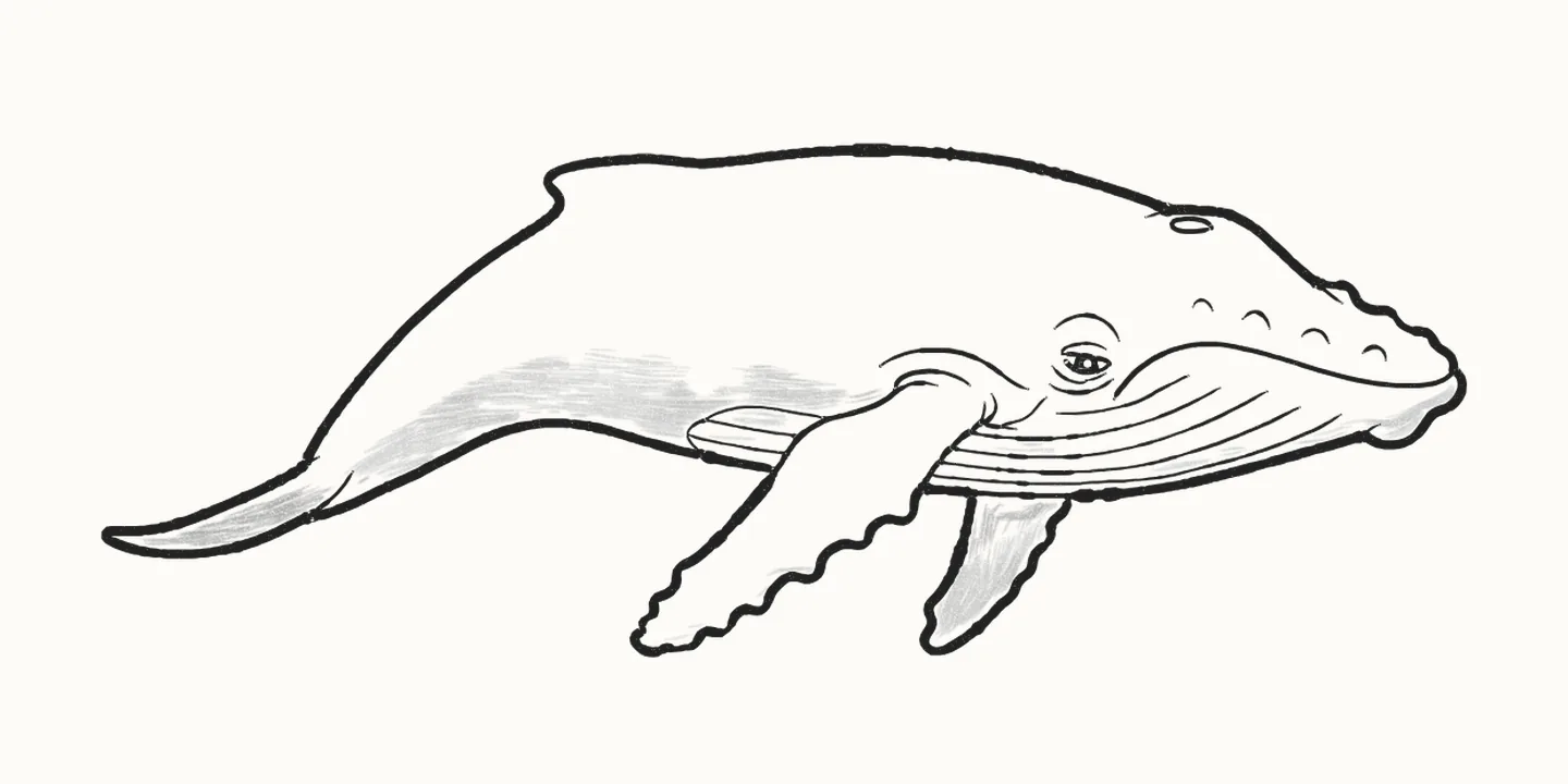 A finished pencil drawing of a whale with long flippers, a bumpy snout and grooves along its throat
